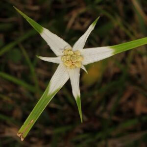 Dichromena colorata Star Sedge