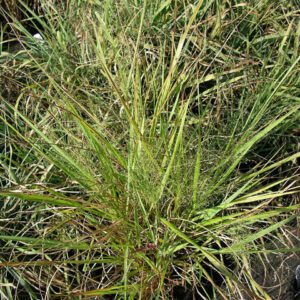 Eragrostis spectabilis Purple Lovegrass