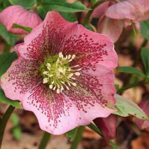 Helleborus orientalis Lenton Rose