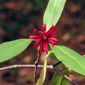 Illicium floridanum Florida Anise