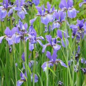 Iris virginica Southern Blue Flag