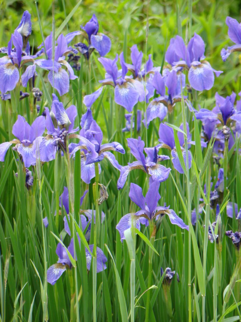 Iris virginica Southern Blue Flag Florabundance Gardens