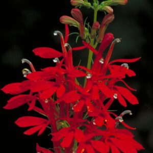 Lobelia cardinalis Cardinal Flower