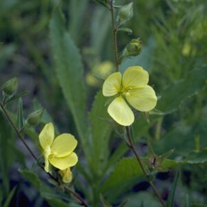 Ludwigia linearis Narrowleaf Primrose