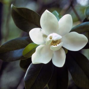 Magnolia virginiana Sweet May Magnolia