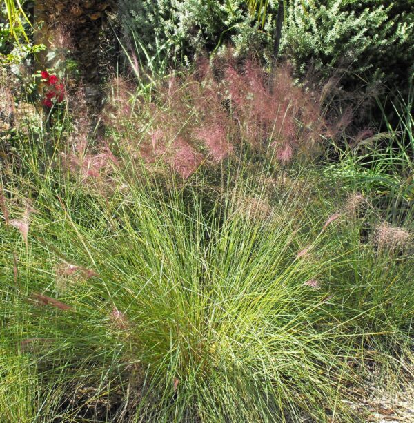 Muhlenbergia capillaris Muhly Grass