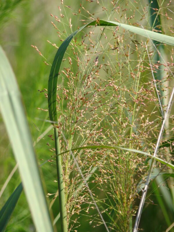 Panicum virgatum Switchgrass