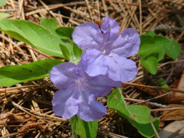 Ruellia caroliniensis Blue Wild Petunia