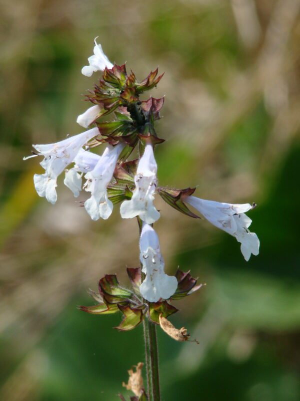 Salvia lyrata Lyre Leaf Sage