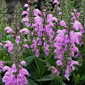 Flowering heavily, the brightly colored lavender-pink flower spikes shoot skyward for a long blooming show-stopper that easily handles most any sunny situation. The chic and stylish colors of Salvia Pretty in Pink from the Fashionista™ Collection represent the cutting edge of ‘perennial fashion’ thanks to hybridizing from Walters Gardens, Inc. Meadow Sage is a tried-and-true perennial great for novice gardeners. Perfect for dried or cut flower arrangements. Performs best in full sun.