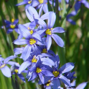 Sisyrinchium angustifolium Blue Eyed Grass