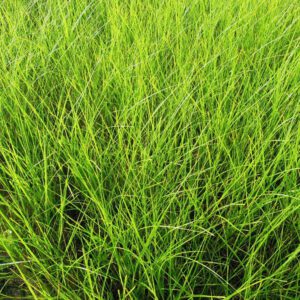 Spartina patens Saltmeadow Cordgrass