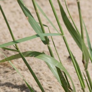 Sporobolus virginicus Seashore Dropseed