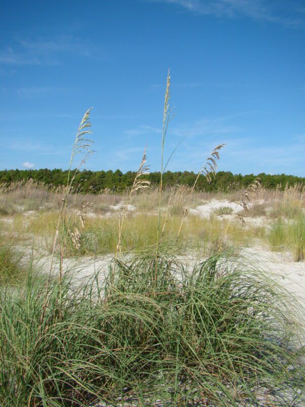 Uniola paniculata Sea Oats