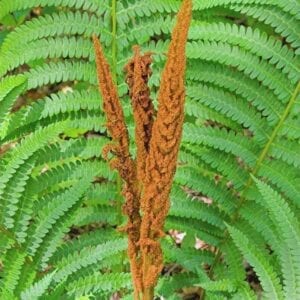 cinnamon fern, pollen, fern-1198373.jpg