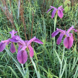Iris ser. Hexagonae Louisiana Iris