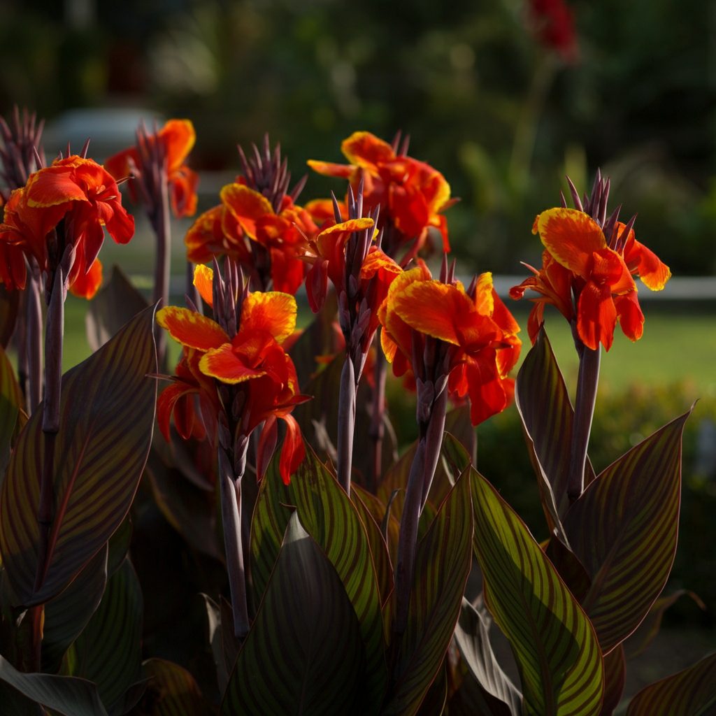 Black Knight Canna Lily