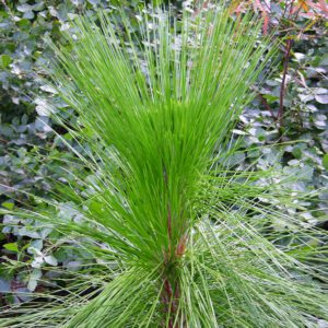 Longleaf_Pine_Pinus_palustris_Sapling
