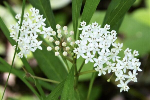 asclepias perennis-Aquatic milkweed