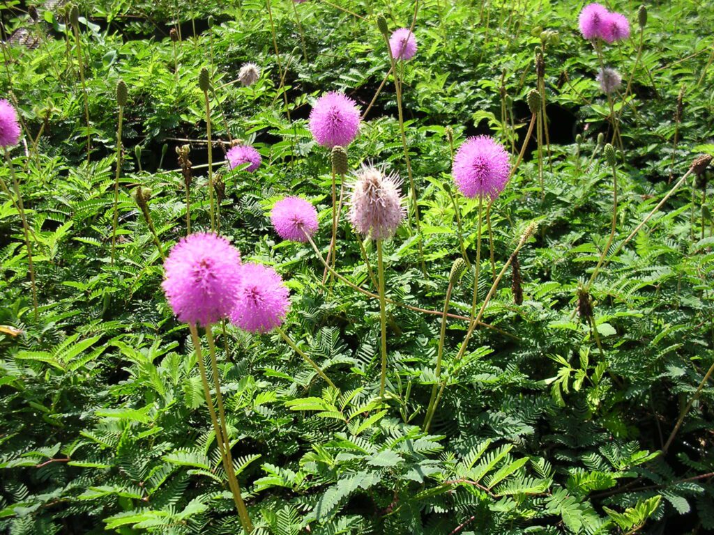 Mimosa strigillosa Powderpuff Plant Florabundance Gardens