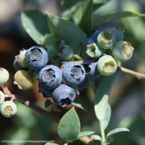 Vaccinium asheii Rabbiteye blueberry