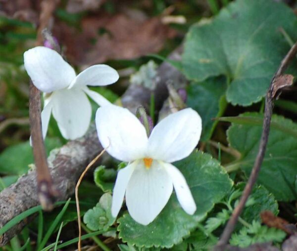 Wild Wite Violets