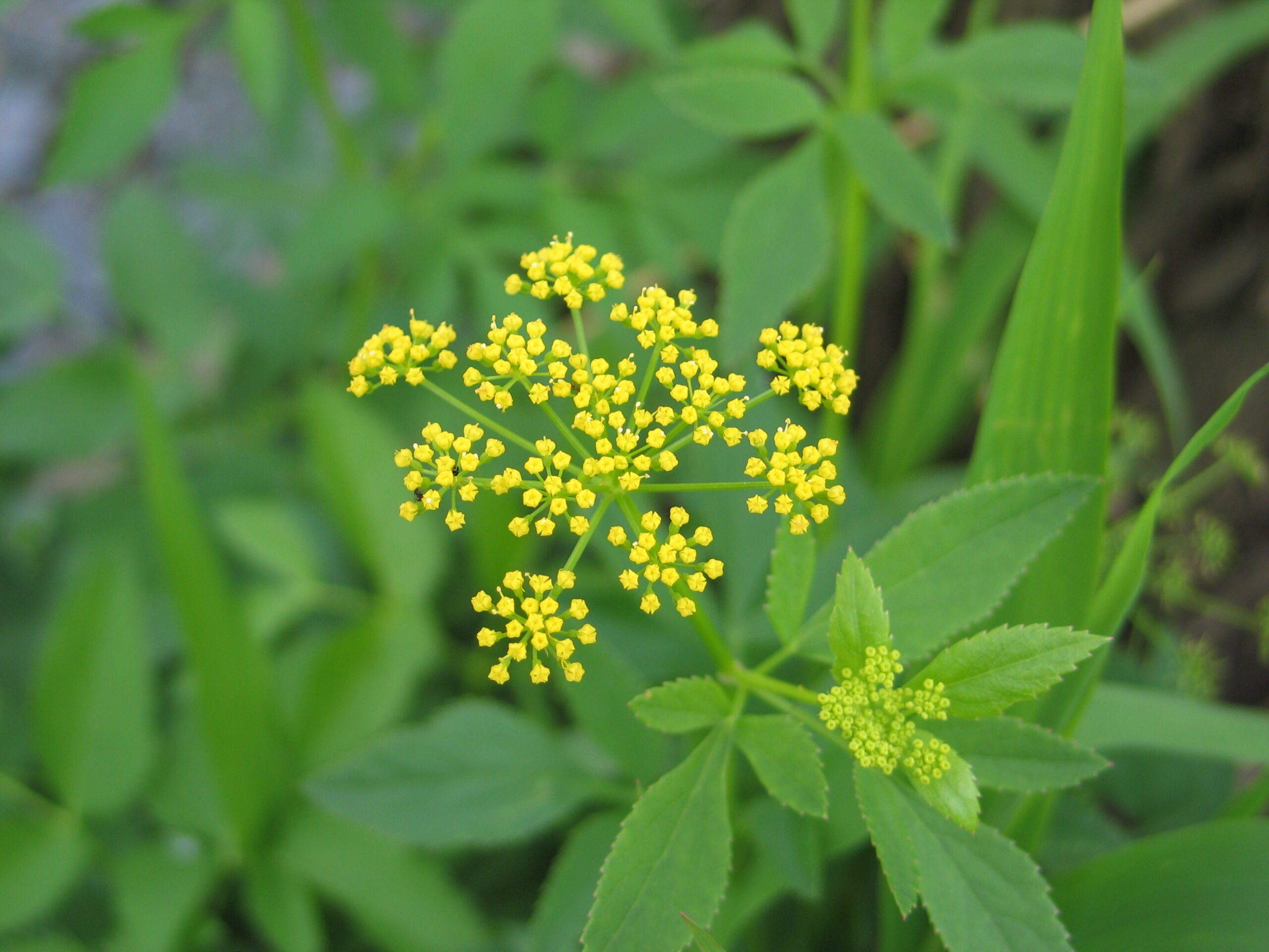 Zizia aurea Golden Alexander