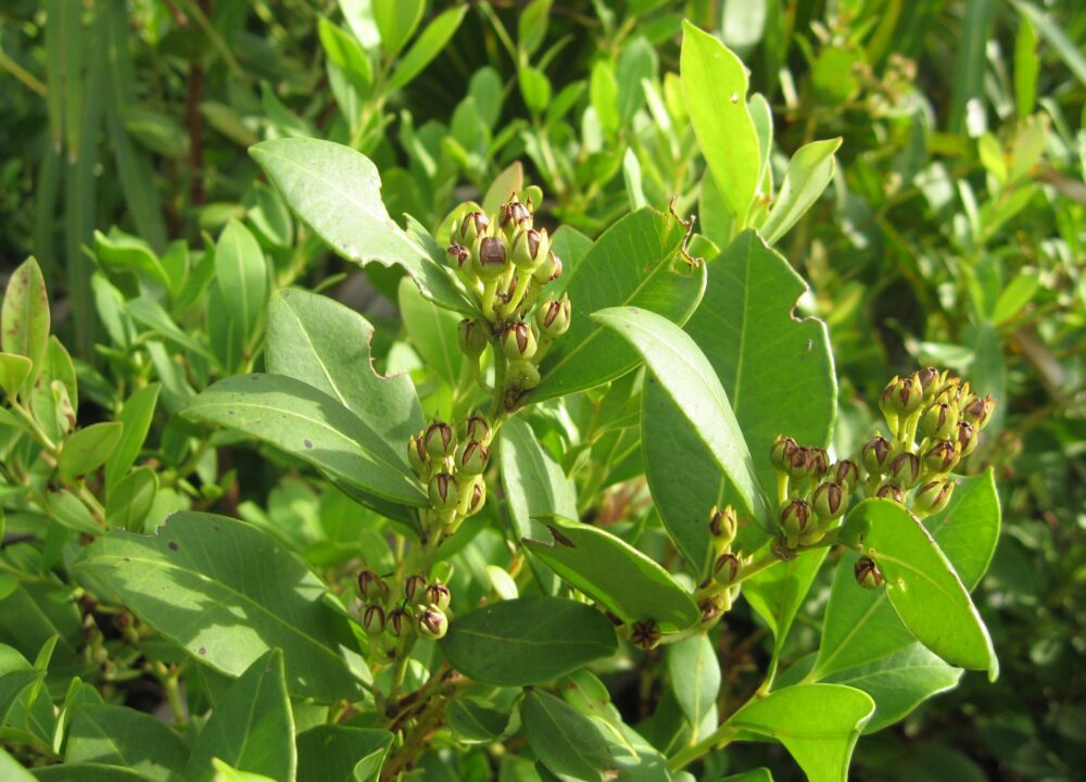 Lyonia lucida fetterbush