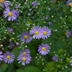 Aster leavis Smooth Aster