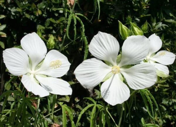 Hibiscus coccinea White Texas Star