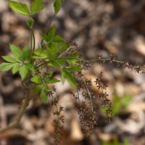 xanthorhiza simplicissima Yellowroot