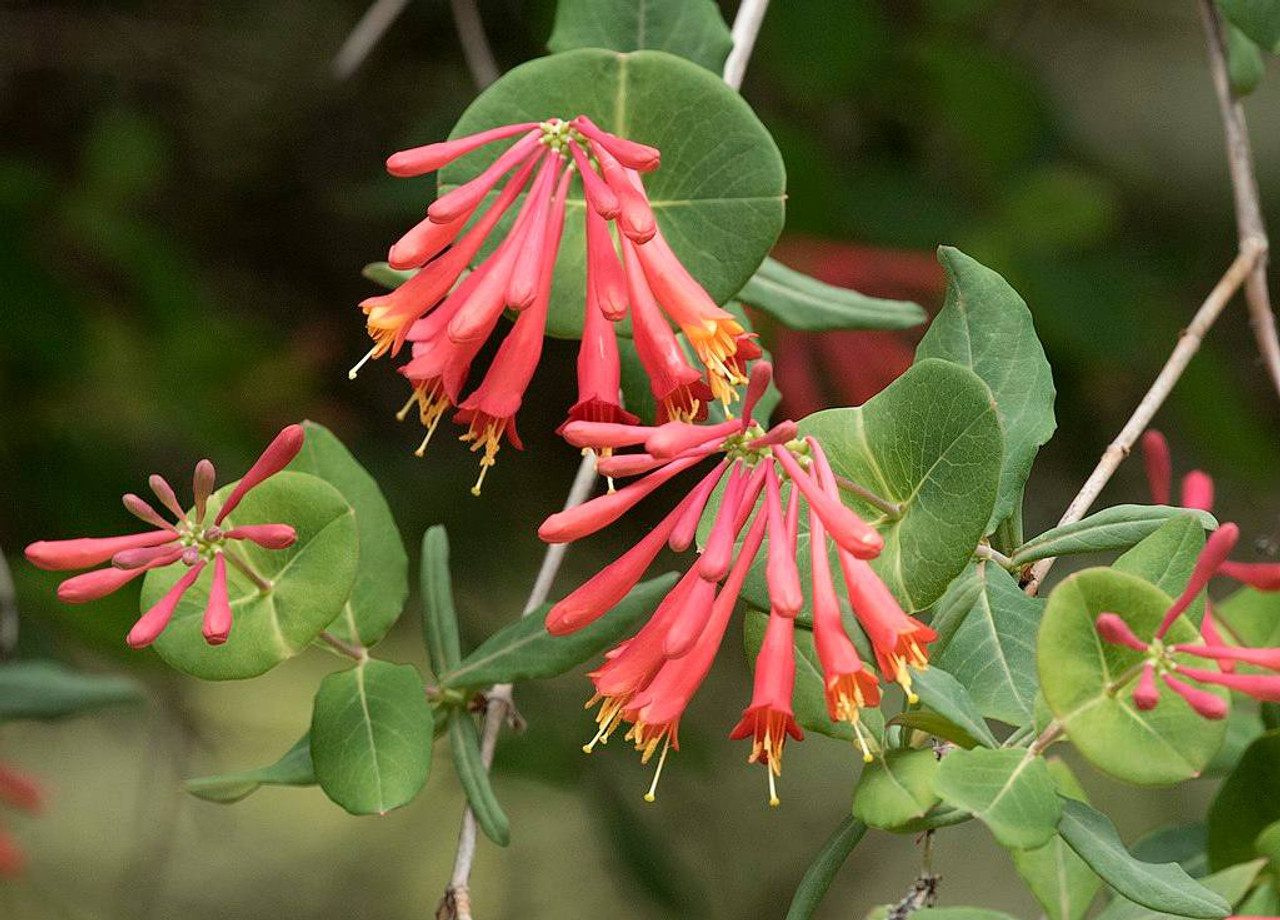 Lonicera sempervirens
