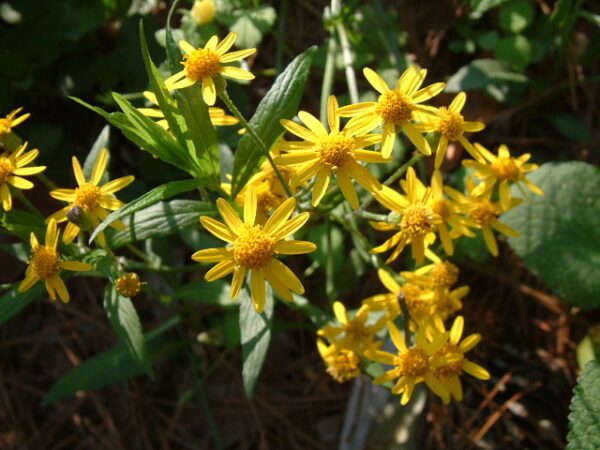 packera aurea Golden Ragwort