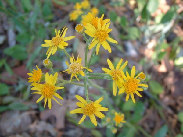 packera tomentosa Wooly Ragwort