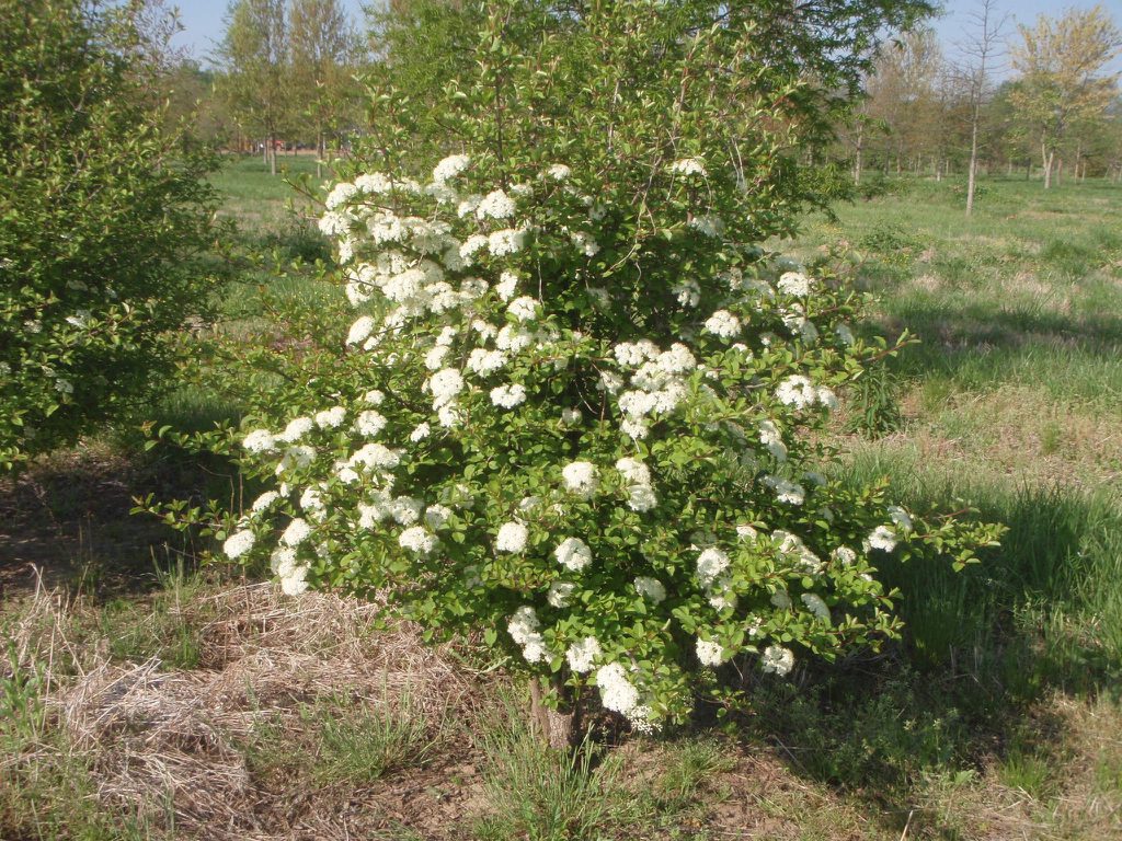 Blackhaw Viburnum