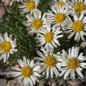 Daisy fleabane