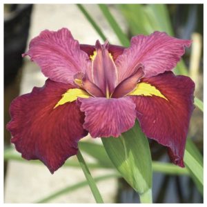 Iris Louisiana ‘Ann Chowning’