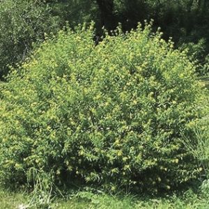 Shrubby St. Johns Wort