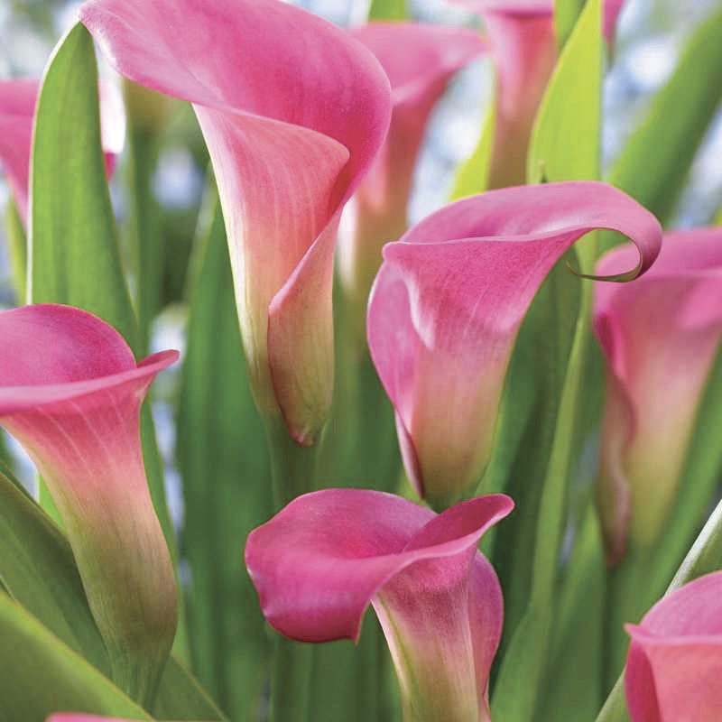 Pink calla lily